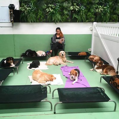 diggy doggy daycare