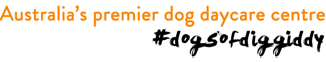 Australias Premier Dog Daycare Centre