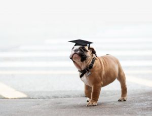 puppy school hero background 1